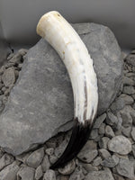 Horns of Odin Bind Rune drinking horn, Horns of Odin Bind Rune Design Hand-Carved onto cow horn and inked with black ink