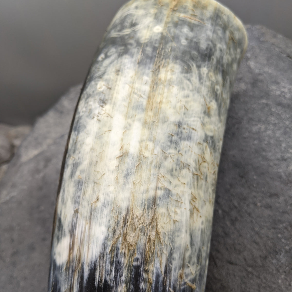 Rustic War Horn - War horn - Horns of Odin