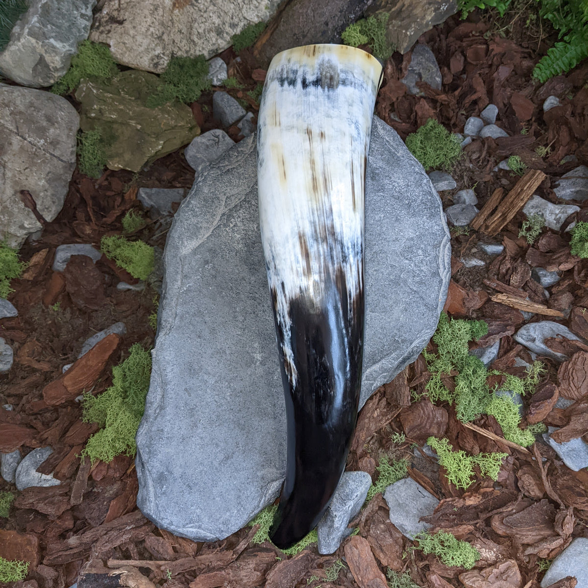 Large Rustic War horn