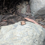 Hugin and Munin Ring -Small - A Grade